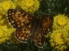 Melitaea nevadensis