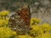 Melitaea nevadensis