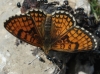 Melitaea parthenoides