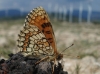 Melitaea parthenoides