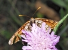 Melitaea parthenoides 1d2