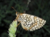 Melitaea parthenoides 3d3