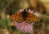 Melitaea parthenoides