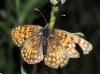 Melitaea parthenoides