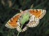 Melitaea parthenoides