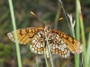 Melitaea parthenoides