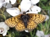 Melitaea parthenoides