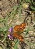 Melitaea phoebe