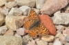 Melitaea phoebe