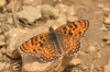 Melitaea phoebe