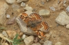 Melitaea phoebe