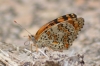 Melitaea phoebe