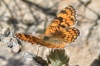 Melitaea phoebe