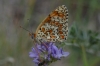 Melitaea phoebe