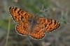 Melitaea phoebe