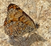 Melitaea phoebe