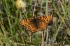 Melitaea phoebe