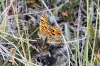 Melitaea phoebe