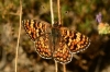 Melitaea phoebe