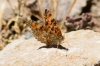 Melitaea phoebe