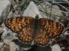 Melitaea phoebe