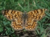 Melitaea phoebe