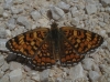 Melitaea phoebe