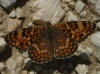 Melitaea phoebe