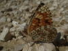 Melitaea phoebe