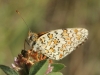 Melitaea phoebe