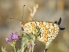 Melitaea phoebe