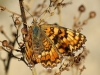 Melitaea phoebe