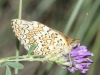 Melitaea phoebe