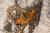 Melitaea phoebe