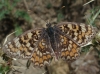 Melitaea phoebe