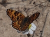 Melitaea phoebe