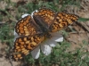 Melitaea phoebe