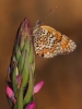 Melitaea phoebe