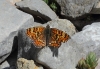 Melitaea phoebe