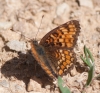 Melitaea phoebe