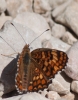 Melitaea phoebe