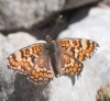 Melitaea phoebe