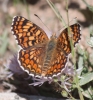 Melitaea phoebe