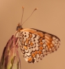 Melitaea phoebe