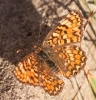 Melitaea phoebe