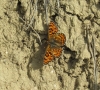 Melitaea phoebe