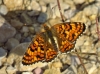 Melitaea phoebe