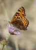 Melitaea phoebe