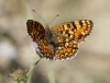 Melitaea phoebe