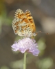 Melitaea phoebe